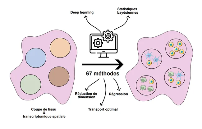Transcriptomique spatiale : nouveau guide pour mieux étudier la spatialité des cellules dans les tissus