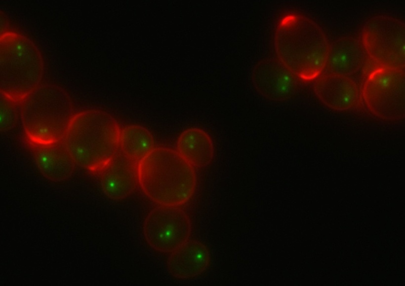 Rap1-GFP and Calcofluor White staining of stationary phase cells. Image courtesy of M. Guidi, M. Ruault and A. Taddei, Institut Curie (Paris).