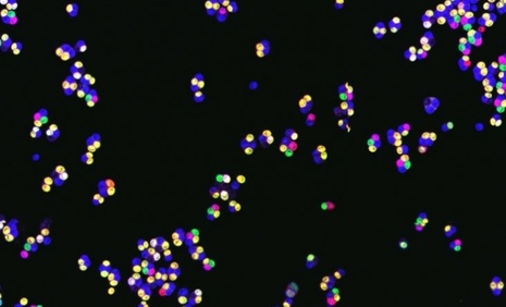 Image microscopique Tétrades de levures S. cerevisiae produites après la méiose. 