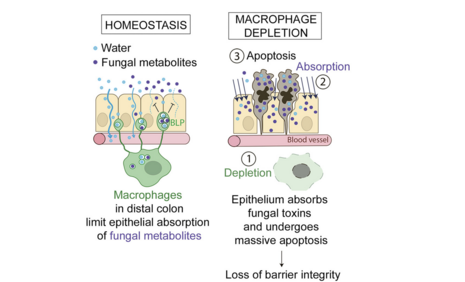 Macrophages Maintain Epithelium Integrity by Limiting Fungal Product Absorption