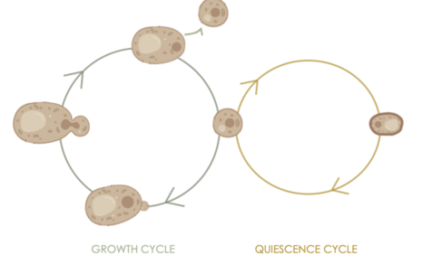 Quiescence et cycle cellulaire