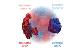 3D Models X chromosome 