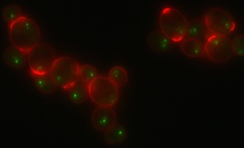 Rap1-GFP and Calcofluor White staining of stationary phase cells. Image courtesy of M. Guidi, M. Ruault and A. Taddei, Institut Curie (Paris).