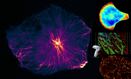 fluorescent microscopy images of cells